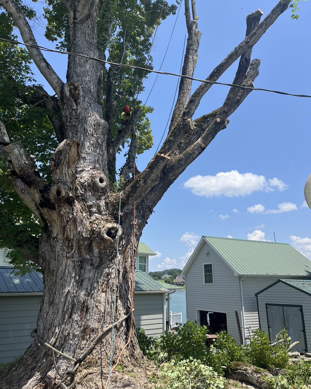 Emergency Tree Removal in Johnson City Tennessee