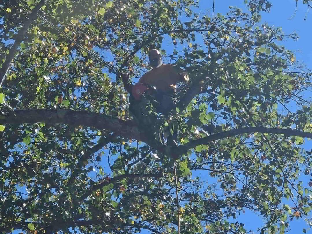 Tree Removal in Kingsport Tennessee