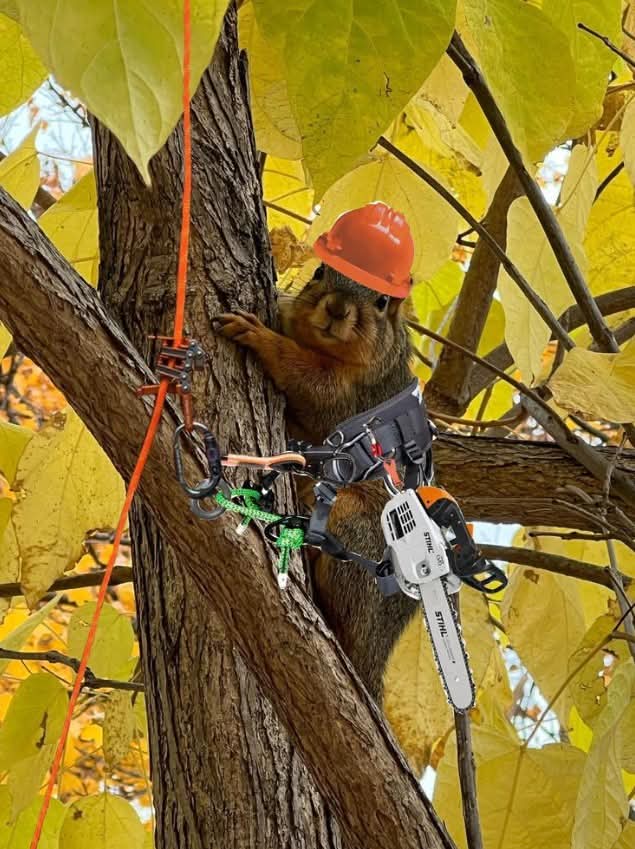 Tree Trimming in Bloomingdale Tennessee