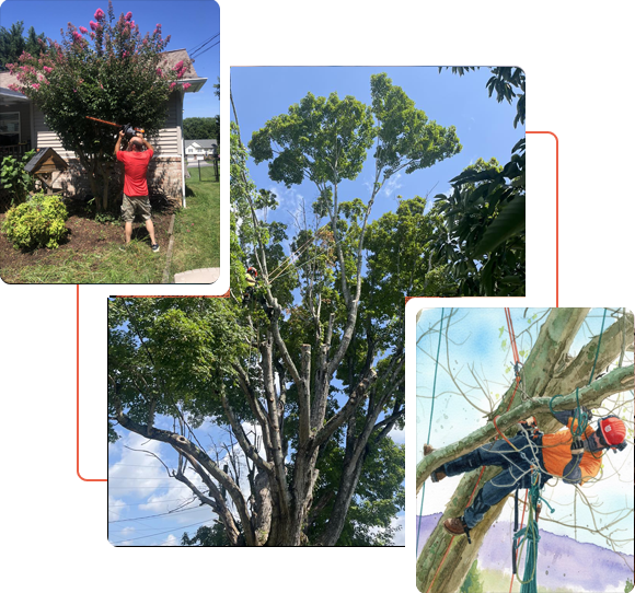 Dead Tree Removal in Bloomingdale Tennessee